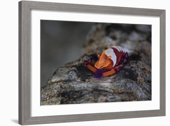 A Colorful Emperor Shrimp Sits Atop a Sea Cucumber-Stocktrek Images-Framed Photographic Print