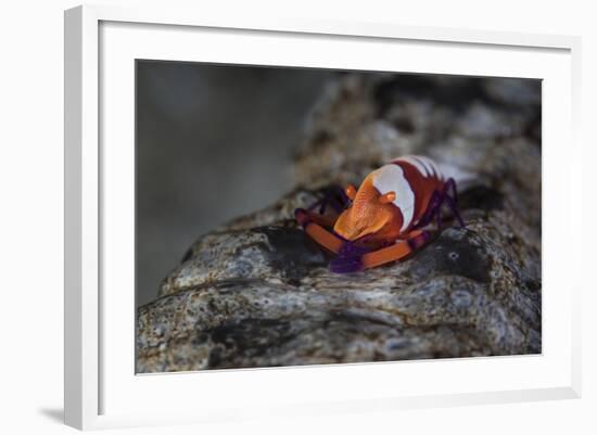 A Colorful Emperor Shrimp Sits Atop a Sea Cucumber-Stocktrek Images-Framed Photographic Print