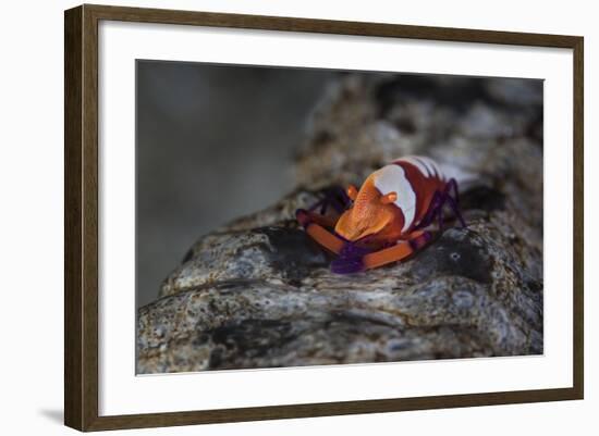 A Colorful Emperor Shrimp Sits Atop a Sea Cucumber-Stocktrek Images-Framed Photographic Print