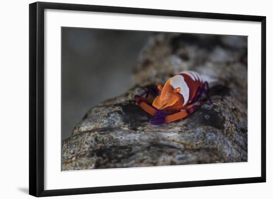 A Colorful Emperor Shrimp Sits Atop a Sea Cucumber-Stocktrek Images-Framed Photographic Print
