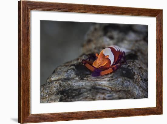 A Colorful Emperor Shrimp Sits Atop a Sea Cucumber-Stocktrek Images-Framed Photographic Print