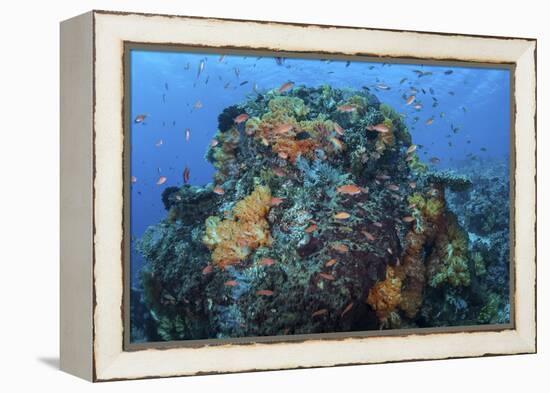 A Colorful, Healthy Coral Reef Thrives in Indonesia-Stocktrek Images-Framed Premier Image Canvas