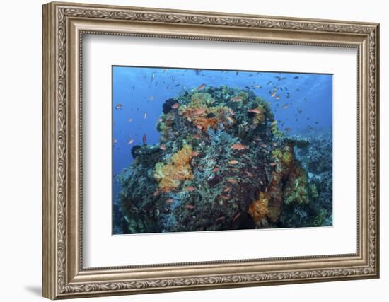 A Colorful, Healthy Coral Reef Thrives in Indonesia-Stocktrek Images-Framed Photographic Print