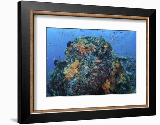 A Colorful, Healthy Coral Reef Thrives in Indonesia-Stocktrek Images-Framed Photographic Print