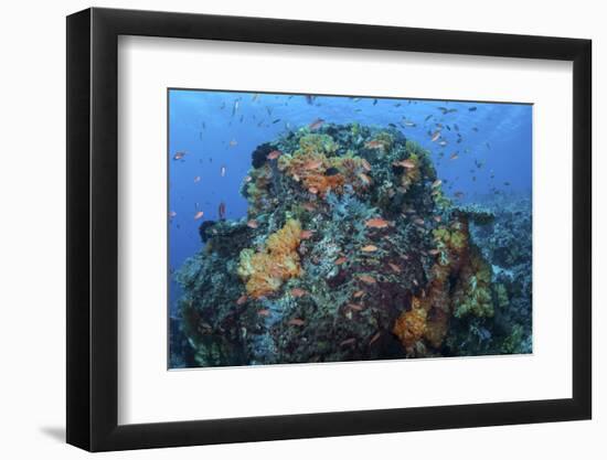 A Colorful, Healthy Coral Reef Thrives in Indonesia-Stocktrek Images-Framed Photographic Print