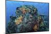 A Colorful, Healthy Coral Reef Thrives in Indonesia-Stocktrek Images-Mounted Photographic Print