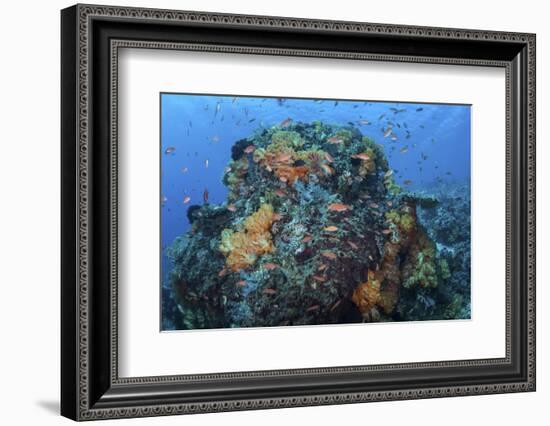 A Colorful, Healthy Coral Reef Thrives in Indonesia-Stocktrek Images-Framed Photographic Print