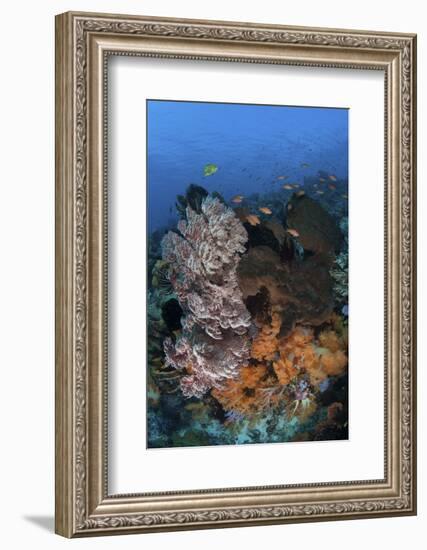 A Colorful, Healthy Coral Reef Thrives in Indonesia-Stocktrek Images-Framed Photographic Print