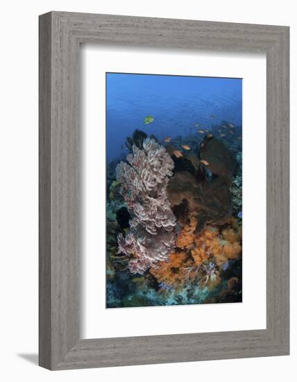 A Colorful, Healthy Coral Reef Thrives in Indonesia-Stocktrek Images-Framed Photographic Print