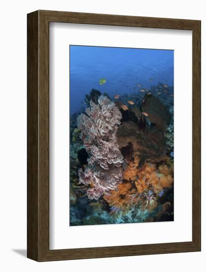 A Colorful, Healthy Coral Reef Thrives in Indonesia-Stocktrek Images-Framed Photographic Print