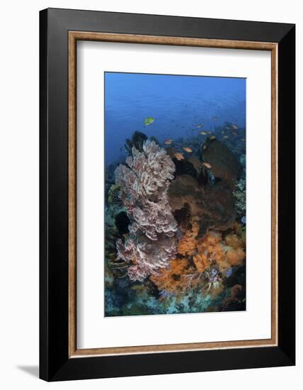 A Colorful, Healthy Coral Reef Thrives in Indonesia-Stocktrek Images-Framed Photographic Print