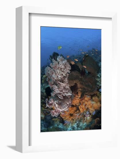 A Colorful, Healthy Coral Reef Thrives in Indonesia-Stocktrek Images-Framed Photographic Print