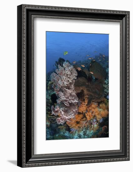 A Colorful, Healthy Coral Reef Thrives in Indonesia-Stocktrek Images-Framed Photographic Print