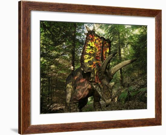 A Colorful Pentaceratops Wanders a Cretaceious Forest-Stocktrek Images-Framed Photographic Print