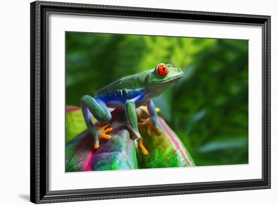 A Colorful Red-Eyed Tree Frog in its Tropical Setting.-Brandon Alms-Framed Photographic Print