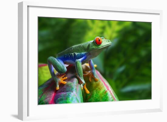 A Colorful Red-Eyed Tree Frog in its Tropical Setting.-Brandon Alms-Framed Photographic Print