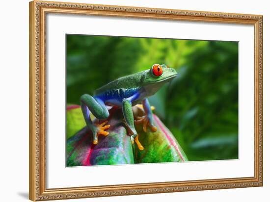 A Colorful Red-Eyed Tree Frog in its Tropical Setting.-Brandon Alms-Framed Photographic Print