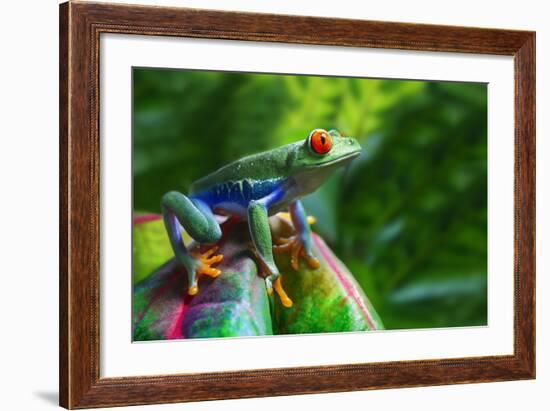 A Colorful Red-Eyed Tree Frog in its Tropical Setting.-Brandon Alms-Framed Photographic Print