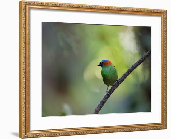 A Colorful Red-Necked Tanager, Tangara Cyanocephala, Sits on a Branch-Alex Saberi-Framed Photographic Print