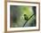 A Colorful Red-Necked Tanager, Tangara Cyanocephala, Sits on a Branch-Alex Saberi-Framed Photographic Print