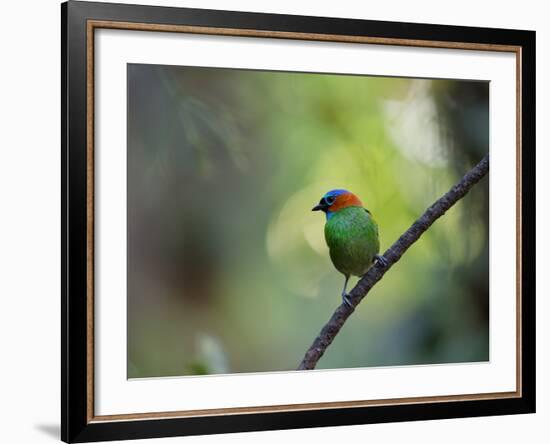 A Colorful Red-Necked Tanager, Tangara Cyanocephala, Sits on a Branch-Alex Saberi-Framed Photographic Print