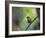 A Colorful Red-Necked Tanager, Tangara Cyanocephala, Sits on a Branch-Alex Saberi-Framed Photographic Print