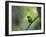 A Colorful Red-Necked Tanager, Tangara Cyanocephala, Sits on a Branch-Alex Saberi-Framed Photographic Print