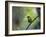 A Colorful Red-Necked Tanager, Tangara Cyanocephala, Sits on a Branch-Alex Saberi-Framed Photographic Print