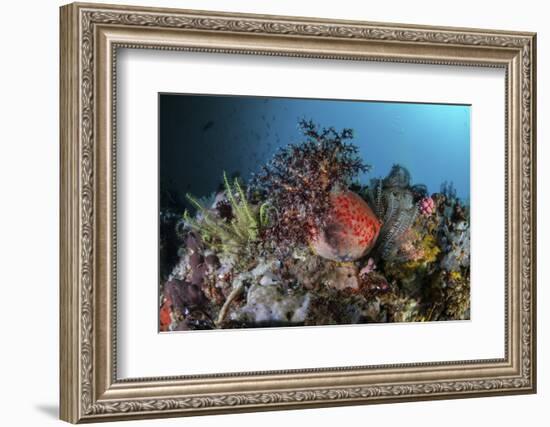 A Colorful Sea Apple Clings to a Reef in Indonesia-Stocktrek Images-Framed Photographic Print