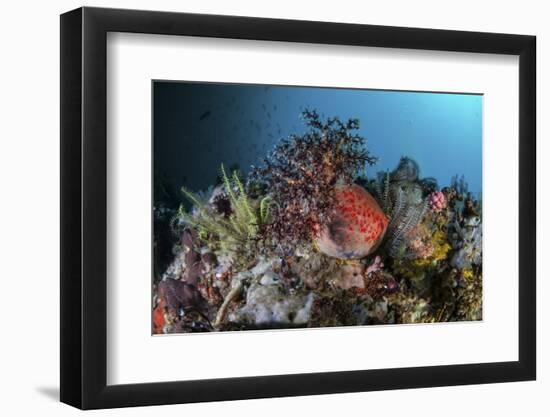 A Colorful Sea Apple Clings to a Reef in Indonesia-Stocktrek Images-Framed Photographic Print