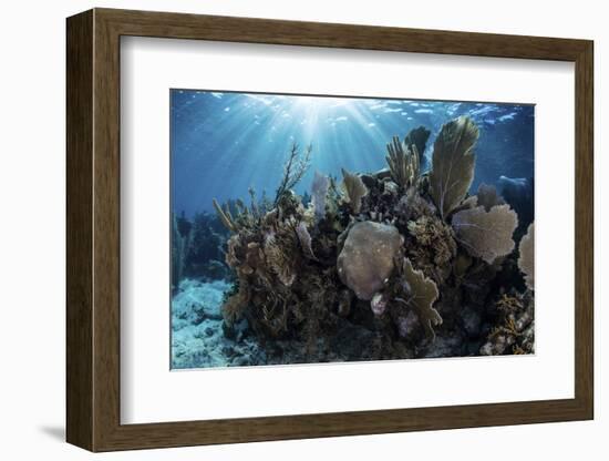 A Colorful Set of Gorgonians on a Diverse Reef in the Caribbean Sea-Stocktrek Images-Framed Photographic Print