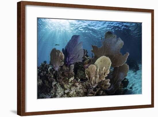 A Colorful Set of Gorgonians on a Diverse Reef in the Caribbean Sea-Stocktrek Images-Framed Photographic Print