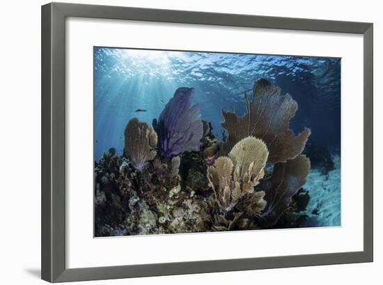 A Colorful Set of Gorgonians on a Diverse Reef in the Caribbean Sea-Stocktrek Images-Framed Photographic Print