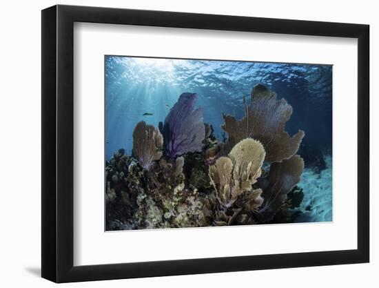 A Colorful Set of Gorgonians on a Diverse Reef in the Caribbean Sea-Stocktrek Images-Framed Photographic Print