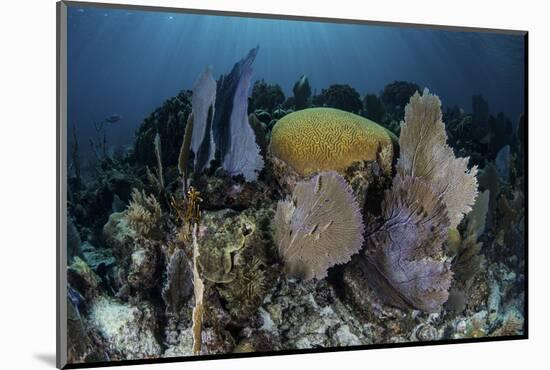 A Colorful Set of Gorgonians on a Diverse Reef in the Caribbean Sea-Stocktrek Images-Mounted Photographic Print