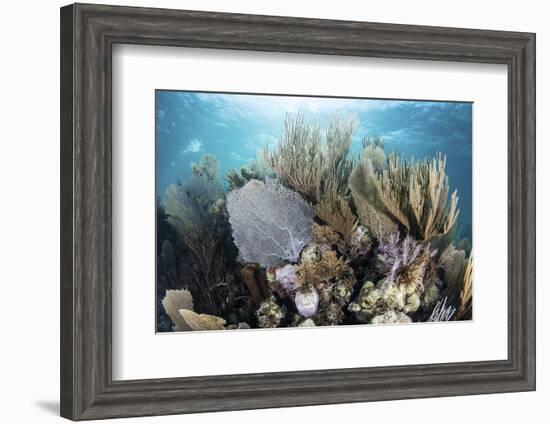 A Colorful Set of Gorgonians on a Diverse Reef in the Caribbean Sea-Stocktrek Images-Framed Photographic Print