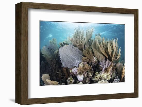A Colorful Set of Gorgonians on a Diverse Reef in the Caribbean Sea-Stocktrek Images-Framed Photographic Print