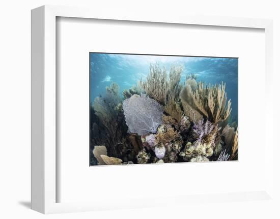 A Colorful Set of Gorgonians on a Diverse Reef in the Caribbean Sea-Stocktrek Images-Framed Photographic Print