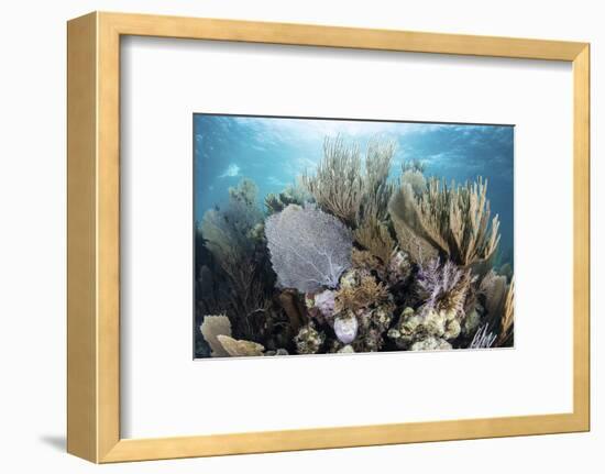 A Colorful Set of Gorgonians on a Diverse Reef in the Caribbean Sea-Stocktrek Images-Framed Photographic Print