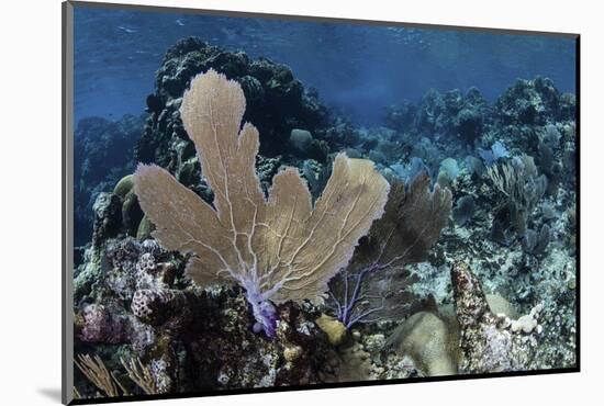 A Colorful Set of Gorgonians on a Diverse Reef in the Caribbean Sea-Stocktrek Images-Mounted Photographic Print