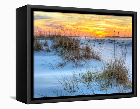 A Colorful Sunset over the Seaoats and Dunes on Fort Pickens Beach in the Gulf Islands National Sea-Colin D Young-Framed Premier Image Canvas