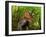 A Colorful Triceratops Wanders a Cretaceous Forest-Stocktrek Images-Framed Photographic Print