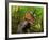 A Colorful Triceratops Wanders a Cretaceous Forest-Stocktrek Images-Framed Photographic Print