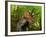 A Colorful Triceratops Wanders a Cretaceous Forest-Stocktrek Images-Framed Photographic Print