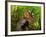 A Colorful Triceratops Wanders a Cretaceous Forest-Stocktrek Images-Framed Photographic Print