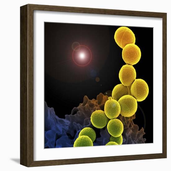 A Colorized Scanning Electron Micrograph of a White Blood Cell Eating Mrsa-Stocktrek Images-Framed Photographic Print