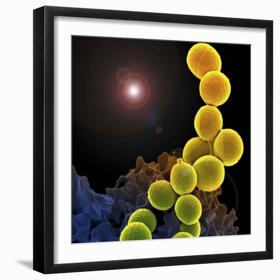 A Colorized Scanning Electron Micrograph of a White Blood Cell Eating Mrsa-Stocktrek Images-Framed Photographic Print