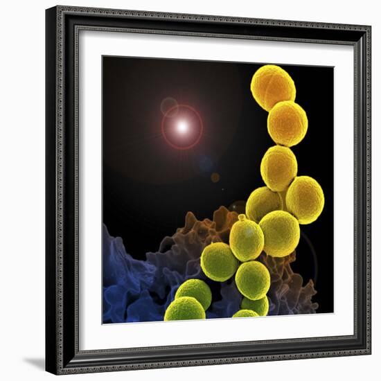 A Colorized Scanning Electron Micrograph of a White Blood Cell Eating Mrsa-Stocktrek Images-Framed Photographic Print