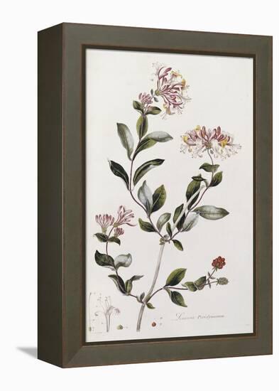 A Colour Plate from Curtis' Flora Londinesis-William Curtis-Framed Premier Image Canvas