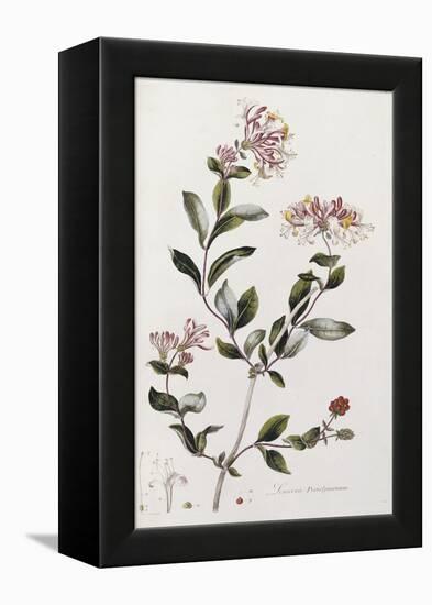 A Colour Plate from Curtis' Flora Londinesis-William Curtis-Framed Premier Image Canvas